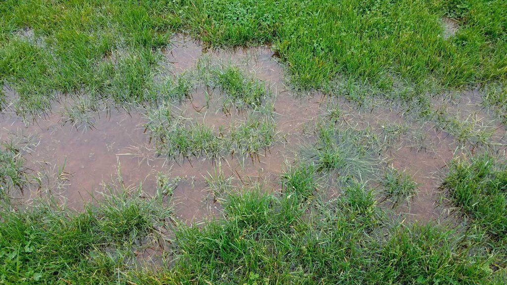 Saturated yard with standing water pooling in grass
