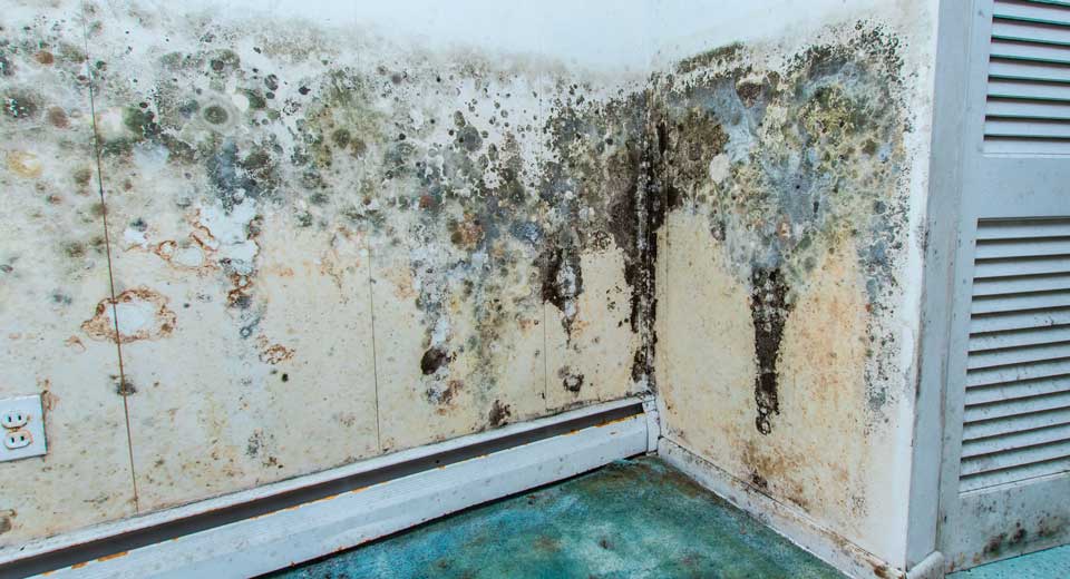 Home with moldy walls
