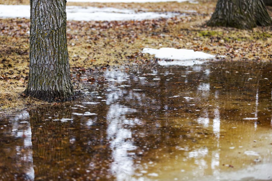 Yard flooding at the base of an oak tree in spring