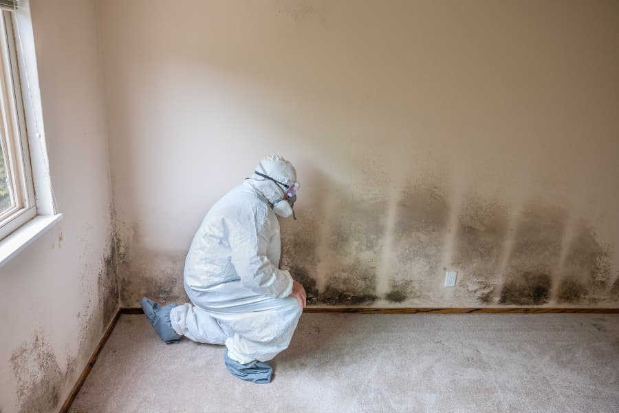 Mold and mildew damage from a leaking roof